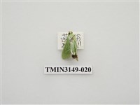 藏品(螟蛾300)的圖片